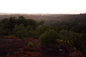 J5 La forêt se réveille