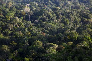 J10 Océan de verdure