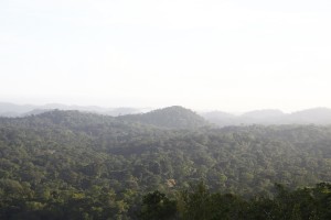 J10 L'appel de la forêt