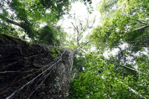 J14  Sur le sentier Gros arbre, au pied du grand sablier