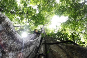 J14 Au pied du ficus, fascination