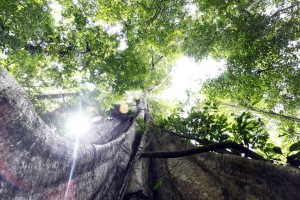 J14 Le ficus, le soleil et le ciel