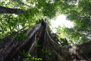 J14 Au pied du ficus, démesure