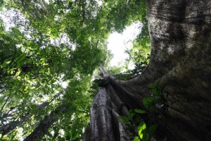 J14 Au pied du ficus