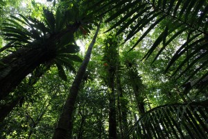 J18 Forêt d'épiphytes