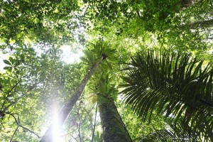 J18 Un rayon de soleil sur quelques feuilles