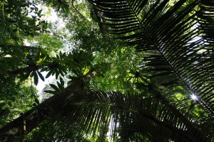 J18 Un rayon de soleil perce la canopée