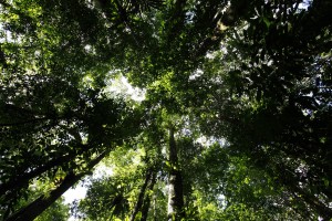 J18 La forêt au zenith