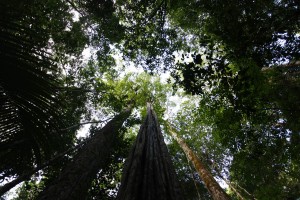 J19 Un arbre cathédrale bien droit